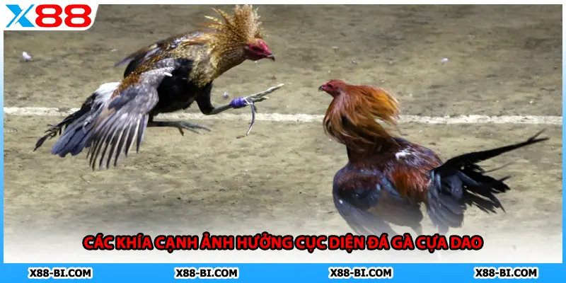 Các khía cạnh ảnh hưởng cục diện đá gà cựa dao