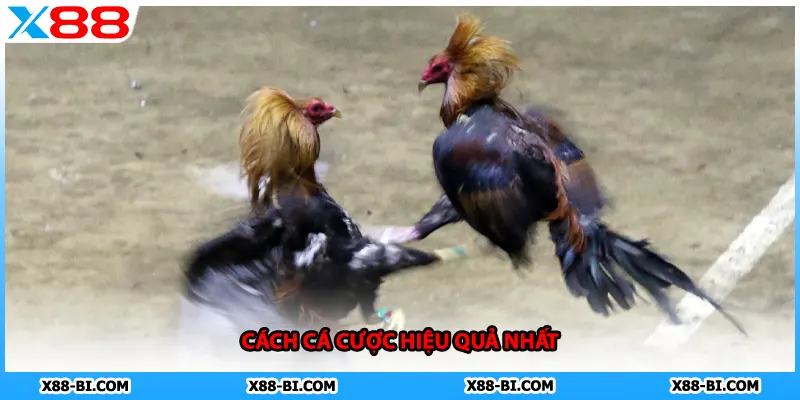 Cách cá cược hiệu quả nhất